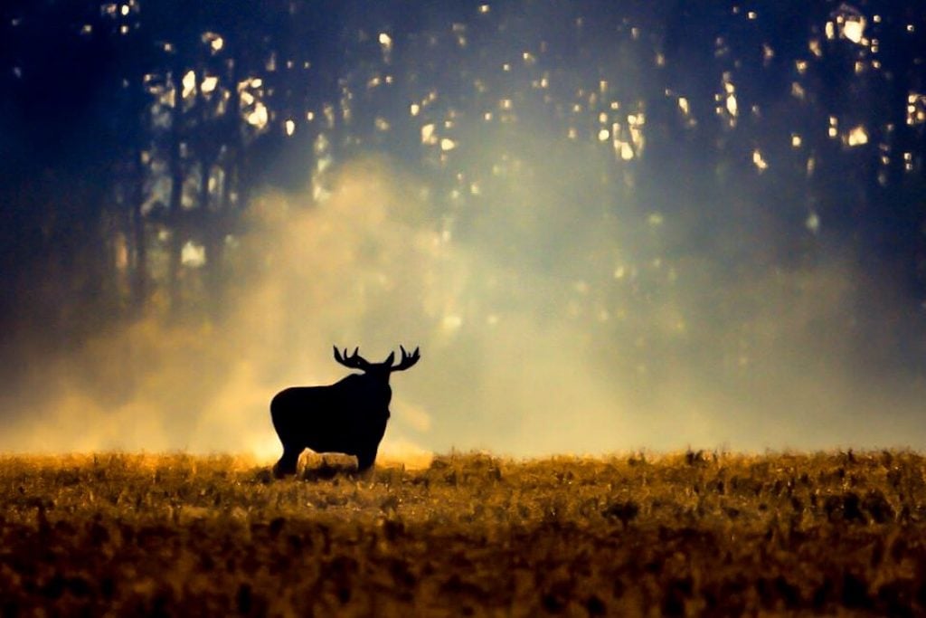 Moose in fog and low sun light