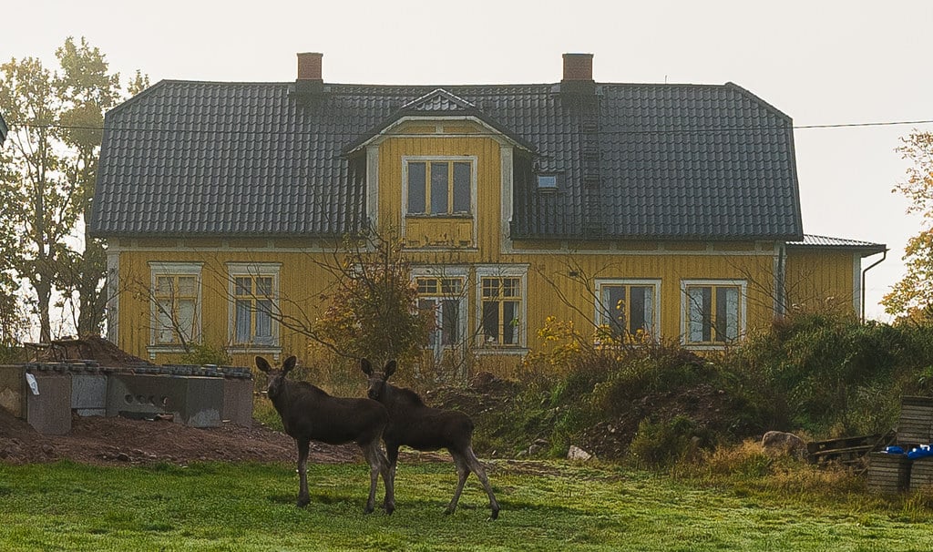 curious moose backyard sweden