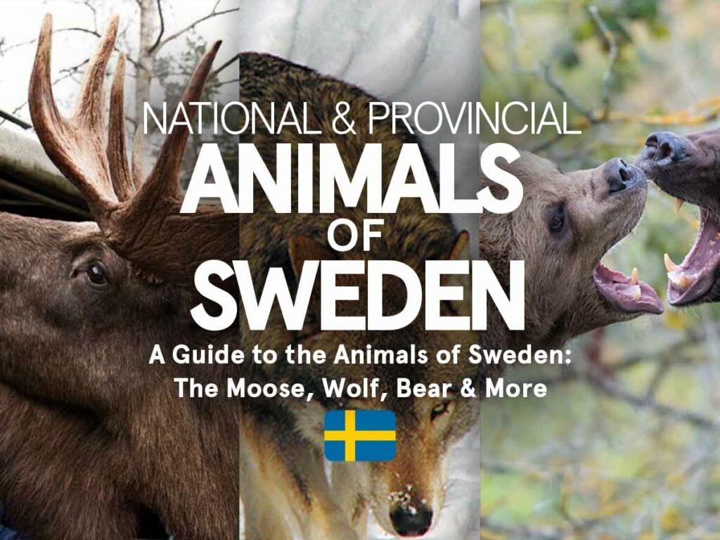 National & Provincial Animals of Sweden (Complete Guide)