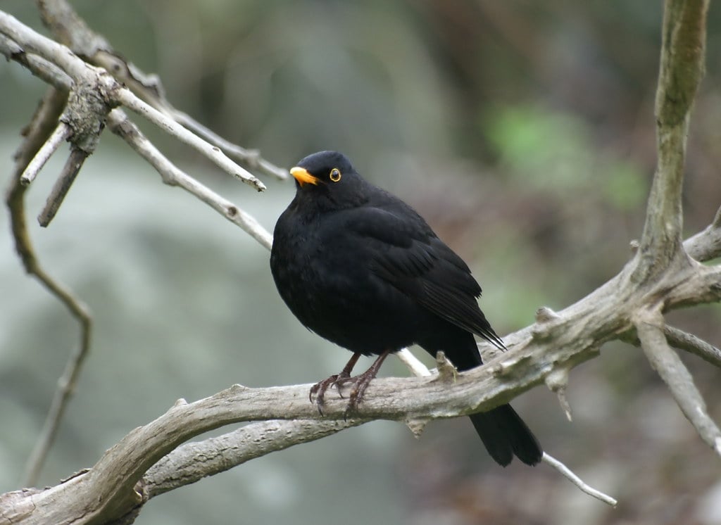 koltrast blackbird swedens national bird