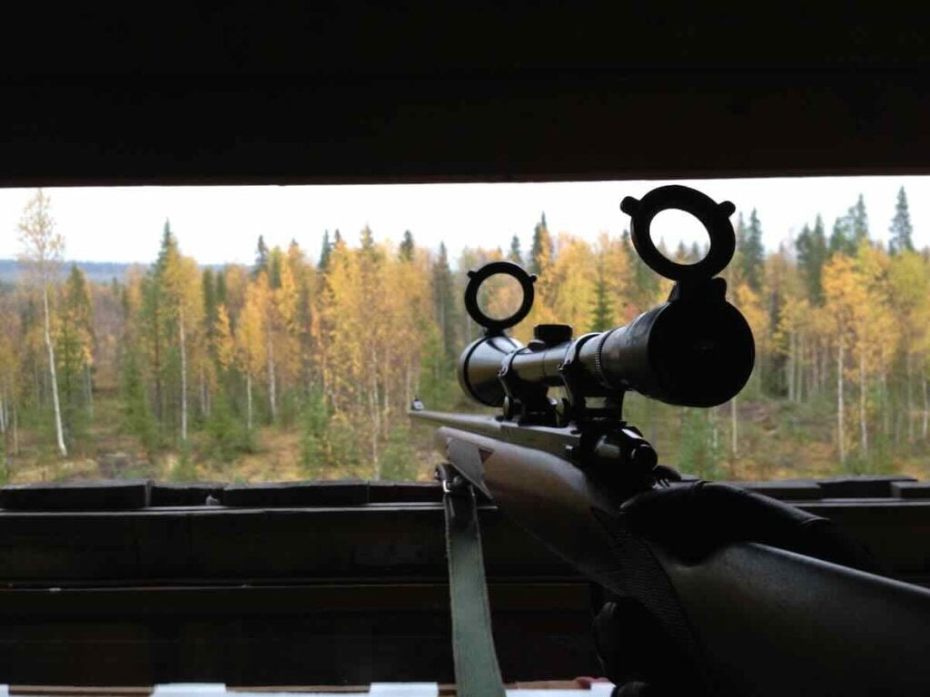moose hunting norrland sweden nordicperspective