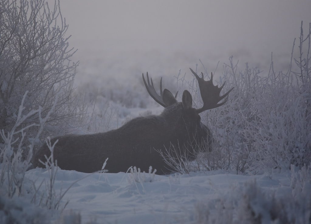 moose in foggy winter morning