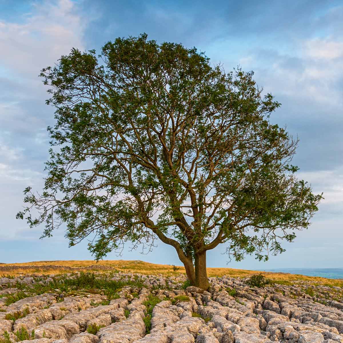 ash tree