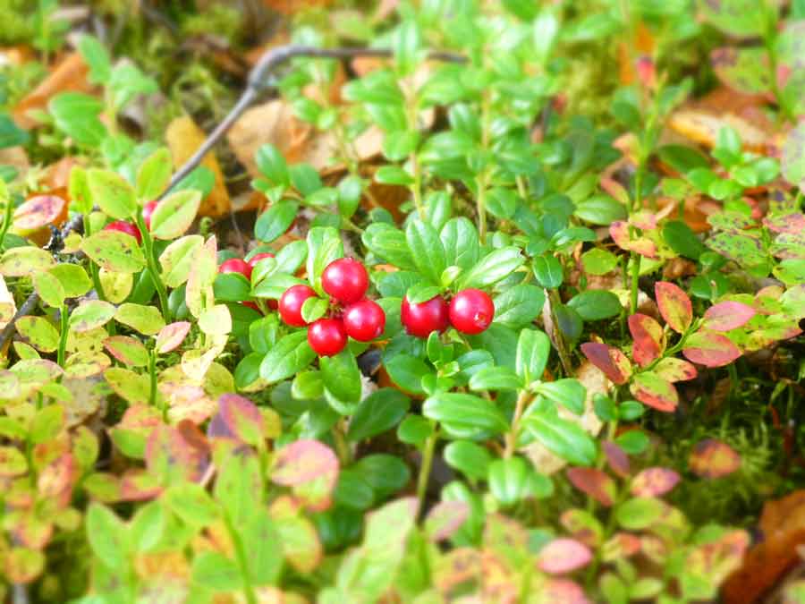 Red berries growing on moss in a forest.