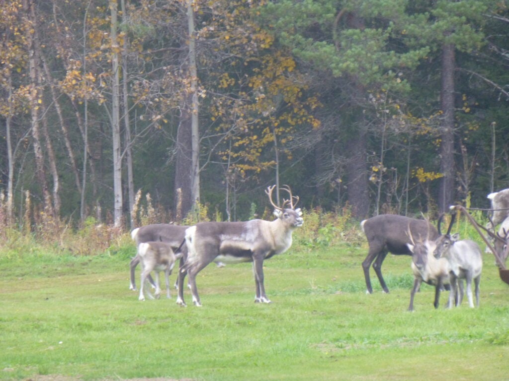 A herd of reindeer in a field.